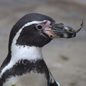 Humboldt Penguin