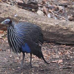Vulturine Guineafowl