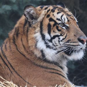 Sumatran Tiger