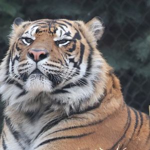 Sumatran Tiger