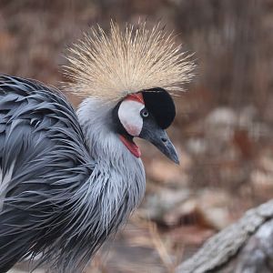 Gray Crowned Crane