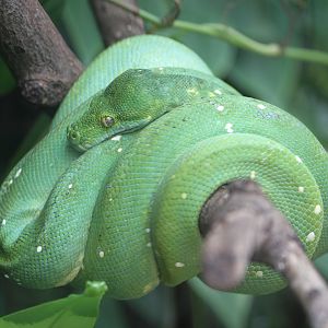 Emerald Tree Boa