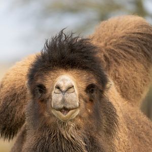 Domestic Bactrian camel (m), ZSL Whipsnade, UK
