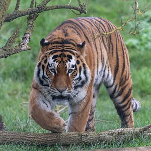 Amur tiger (Czar), ZSL Whipsnade, UK