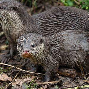 Asian short clawed otter pup, ZSL Whipsnade, UK