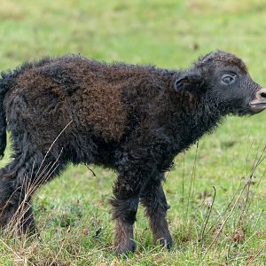 Domestic yak calf, ZSL Whipsnade, UK