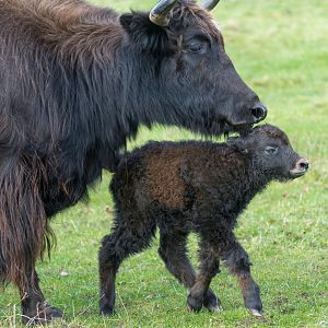 Domestic yak and calf