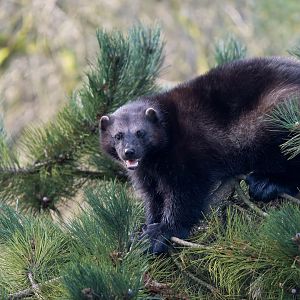 Wolverine (m), ZSL Whipsnade, UK