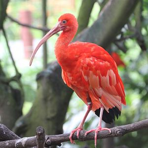 Scarlet Ibis