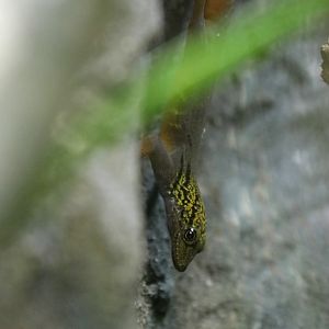 Psychedelic rock gecko (Cnemaspis psychedelica)