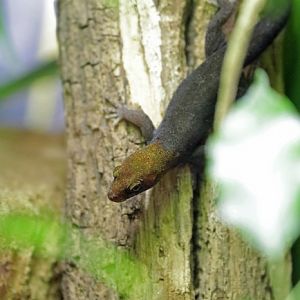 Yellow-headed gecko (Gonatodes albogularis)