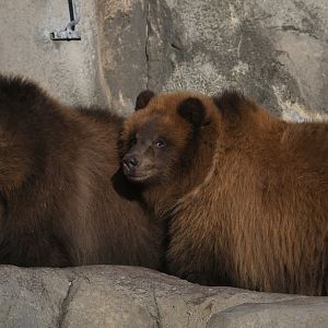 Great Bear Wilderness - 11-Month-Old Alaskan Brown Bears Tim & Jess