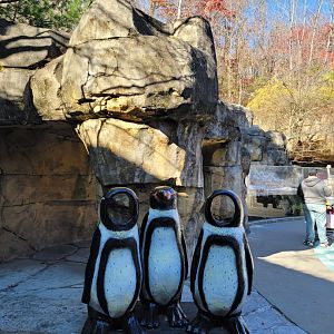 Akron Zoo - Penguin photo-op
