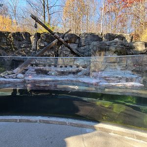 Akron Zoo - Humboldt penguins