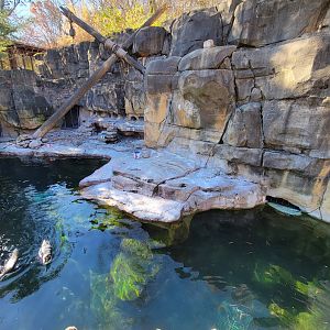 Akron Zoo - Humboldt penguins