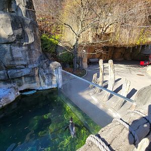 Akron Zoo - Humboldt penguins