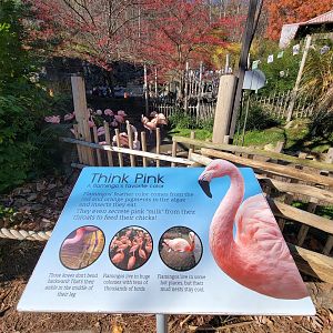 Akron Zoo - Chilean flamingos