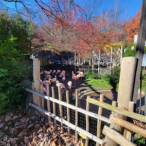 Akron Zoo - Chilean flamingos