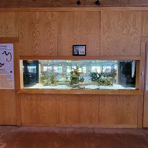 Akron Zoo - White-spotted bamboo shark, with restaurant on the other side
