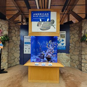 Akron Zoo - Blue American lobster "Clawdia"