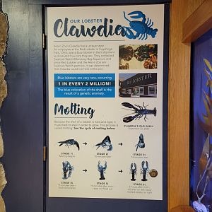 Akron Zoo - Information about Clawdia