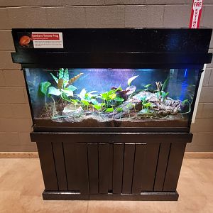 Akron Zoo - Sambava tomato frog