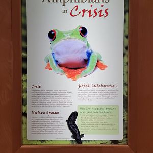 Akron Zoo - Amphibians in Crisis sign