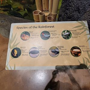 Akron Zoo - Signed species for Rainforest exhibit