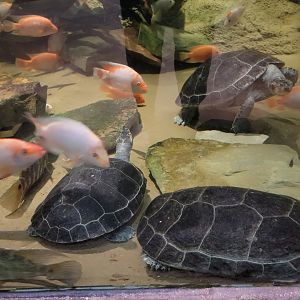 Akron Zoo - Rainforest exhibit