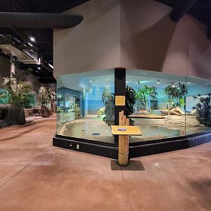 Akron Zoo - Komodo dragon exhibit