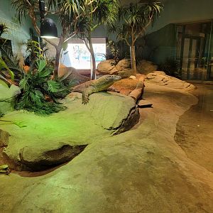 Akron Zoo - Komodo dragon exhibit
