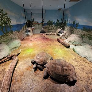 Akron Zoo - Galapagos tortoise indoor exhibit