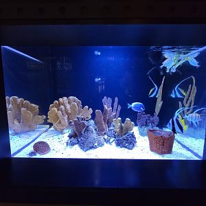 Akron Zoo - Curious Creatures, first fish tank