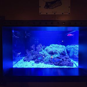 Akron Zoo - Curious Creatures, second fish tank