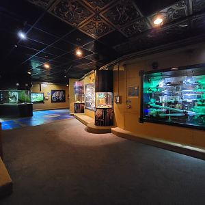 Akron Zoo - Curious Creatures, view of first exhibits, with naked mole-rats on right