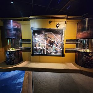 Akron Zoo - Curious Creatures, leaf-cutter ants