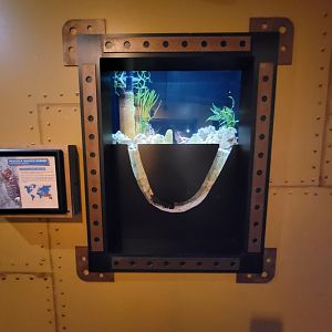 Akron Zoo - Curious Creatures, peacock mantis shrimp