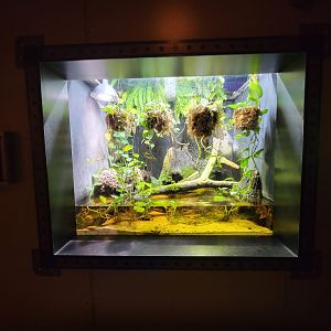 Akron Zoo - Curious Creatures, spotted turtles