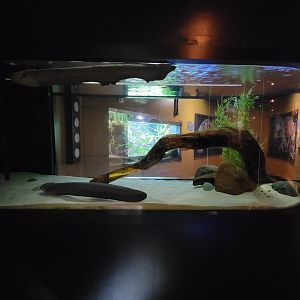 Akron Zoo - Curious Creatures, electric eel