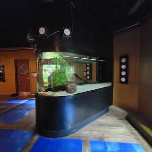 Akron Zoo - Curious Creatures, electric eel