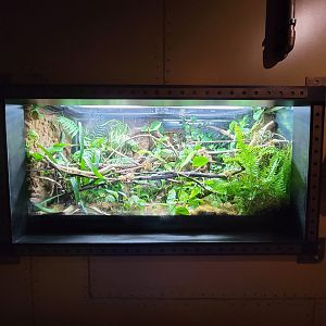 Akron Zoo - Curious Creatures, Jackson's chameleon