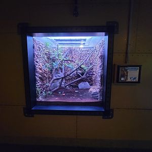 Akron Zoo - Curious Creatures, giant prickly stick insect