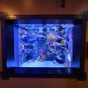 Akron Zoo - Curious Creatures, triggerfish tank