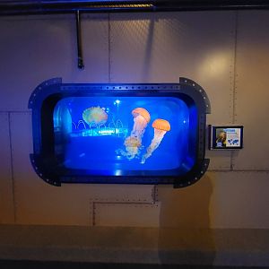 Akron Zoo - Curious Creatures, Pacific sea nettles