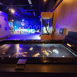 Akron Zoo - Curious Creatures, former water table with unsigned dead things