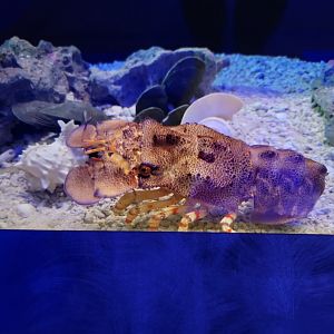 Akron Zoo - Curious Creatures, slipper lobster species at VR ticket booth