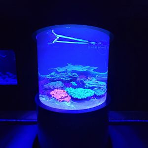 Akron Zoo - Curious Creatures, Banggai cardinalfish in nocturnal fish area