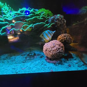 Akron Zoo - Curious Creatures, butterfly fish in nocturnal fish area