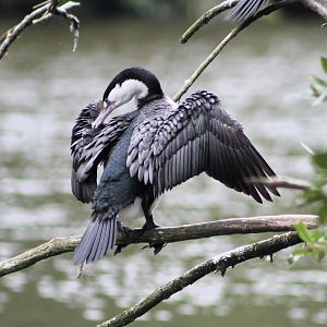 Pied Shag (Phalacrocorax varius)