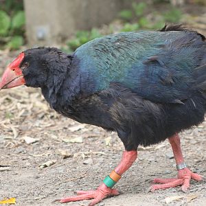 Takahe (Porphyrio hochstetteri)